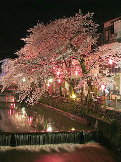 夜桜ライトアップ夜景 (携帯待受画像)