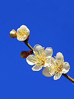 梅の花(携帯待受画像)