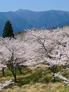 桜の風景