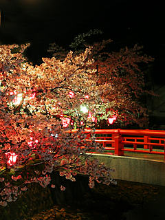 夜桜ライトアップ夜景 (携帯待受画像)