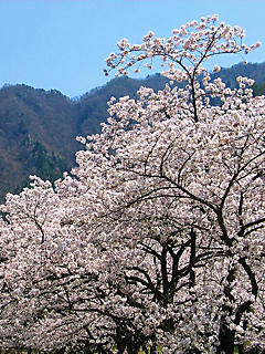 桜の風景