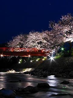 夜桜ライトアップ夜景 (携帯待受画像)