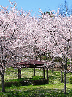 桜の風景