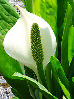 ミズバショウ（水芭蕉）の花 (携帯待受画像)