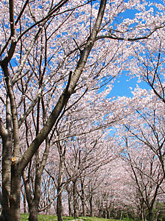 桜の風景