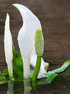 ミズバショウ（水芭蕉）の花 (携帯待受画像)