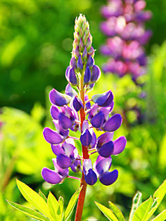 ルピナスの花 (携帯待受画像)