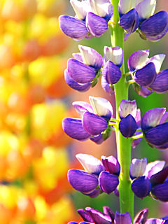 ルピナスの花 (携帯待受画像)