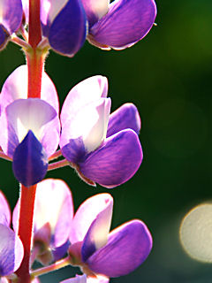 ルピナスの花 (携帯待受画像)