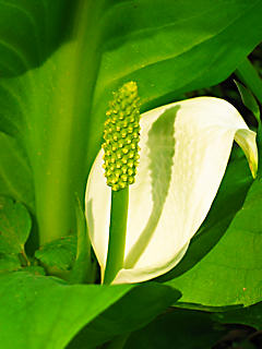 ミズバショウ（水芭蕉）の花 (携帯待受画像)