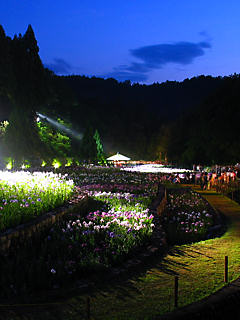 花菖蒲園ライトアップ夜景 (携帯待受画像)