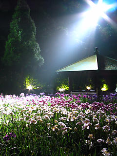 花菖蒲園ライトアップ夜景 (携帯待受画像)