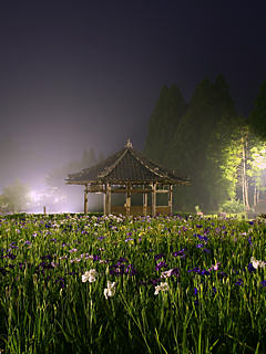 花菖蒲園ライトアップ夜景 (携帯待受画像)