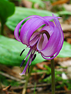 カタクリ（片栗）の花 (携帯待受画像)