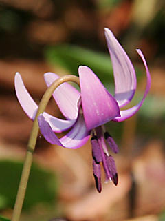 カタクリ（片栗）の花 (携帯待受画像)