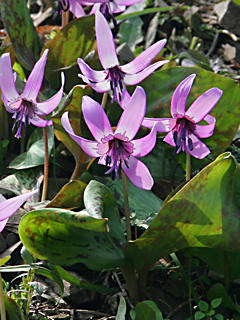 カタクリ（片栗）の花 (携帯待受画像)