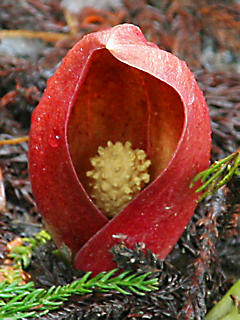 ザゼンソウ（座禅草）の花 (携帯待受画像)