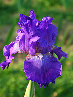 ジャーマンアイリスの花 (携帯待受画像)