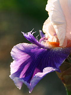 ジャーマンアイリスの花 (携帯待受画像)