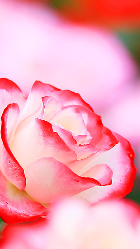 Picture Downloadncnr 待ち受け 綺麗 な 花 画像 無料