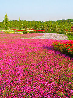 芝桜(シバザクラ)の花 (携帯待受画像)