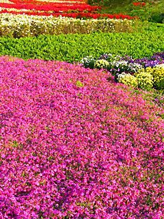 芝桜(シバザクラ)の花 (携帯待受画像)