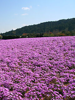 芝桜(シバザクラ)の花 (携帯待受画像)