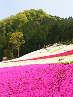 芝桜(シバザクラ)の花 (携帯待受画像)