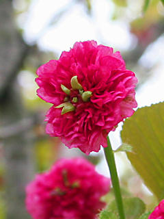 サクラの花 (携帯待受画像)