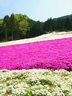 芝桜(シバザクラ)の花 (携帯待受画像)