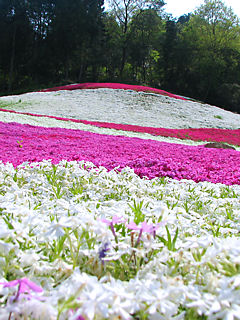 芝桜(シバザクラ)の花 (携帯待受画像)