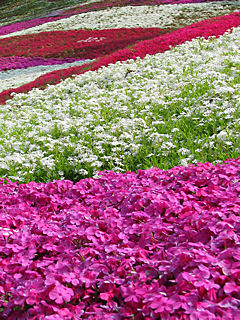 芝桜(シバザクラ)の花 (携帯待受画像)