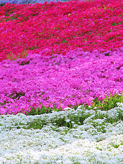 芝桜(シバザクラ)の花 (携帯待受画像)