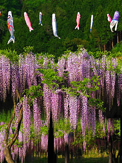 藤（フジ）の花 (携帯待受画像)