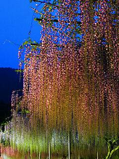 藤（フジ）の花 (携帯待受画像)