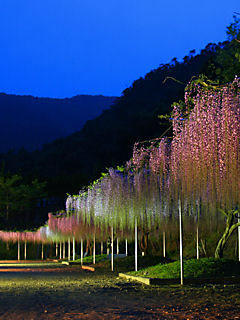 藤（フジ）の花 (携帯待受画像)