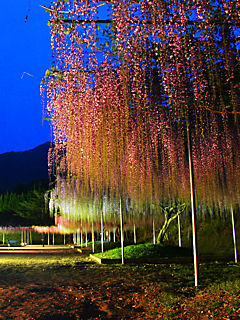 藤（フジ）の花 (携帯待受画像)