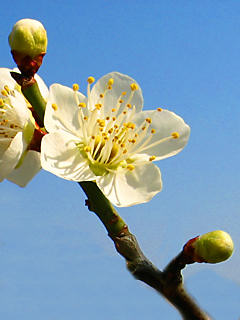 梅の花 (携帯待受画像)