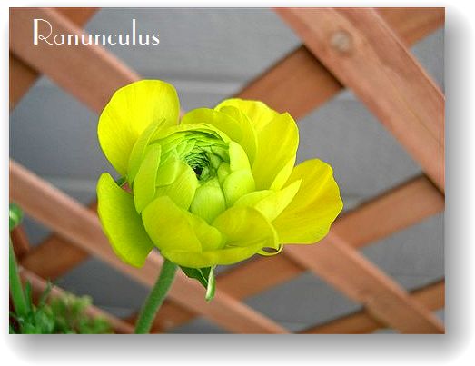 Ranunculus