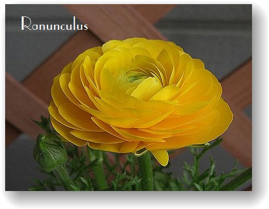 Ranunculus