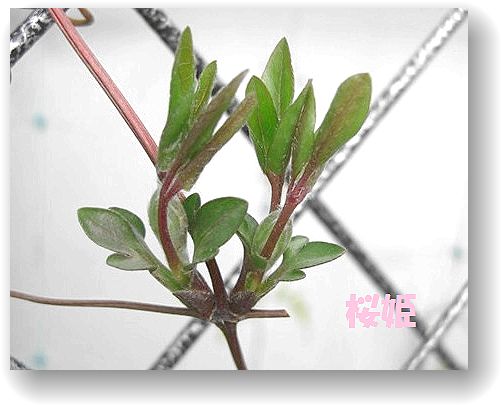 桜姫
