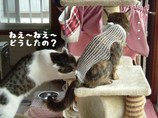 おかえり4