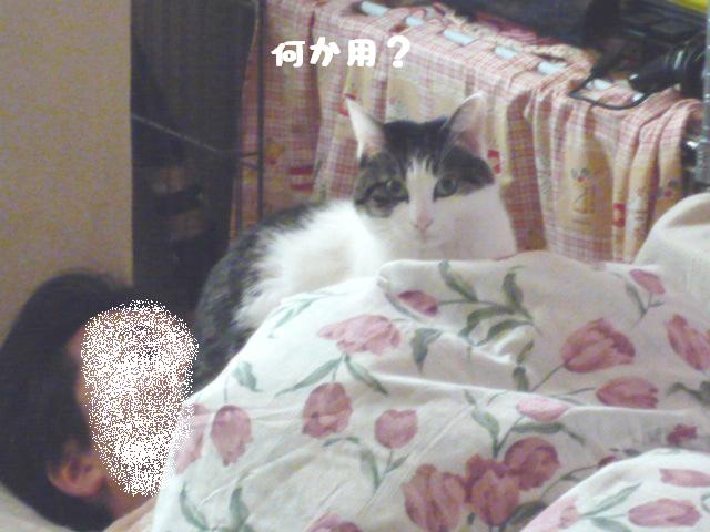 何か用？