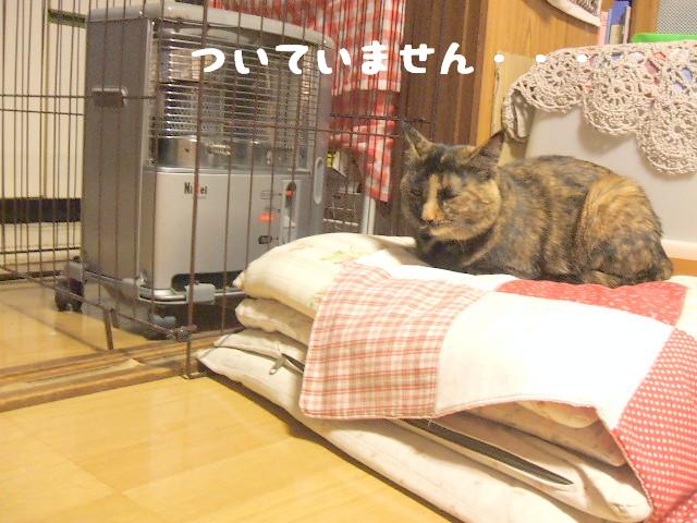 今日はおやすみ
