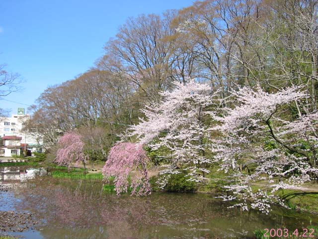 千秋公園桜.jpg