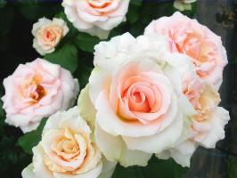 ヨハンシュトラウス