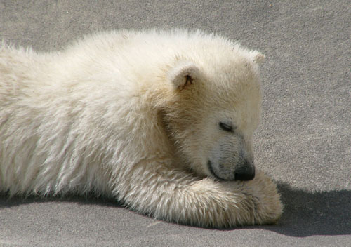 丸山動物園で生まれたツヨシ.jpg