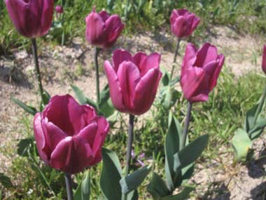 チューリップ紫.jpg