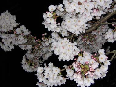 negoro_yosakura2.jpg