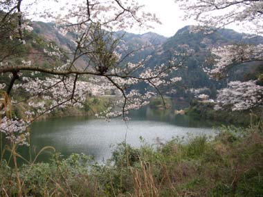 堀河桜2.jpg
